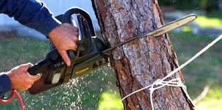 Trusted New Franklin, MO Tree Services Experts