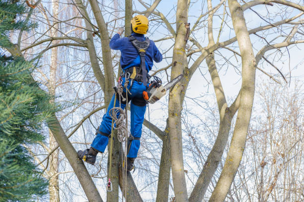 Best Arborist Consultation Services  in New Franklin, MO